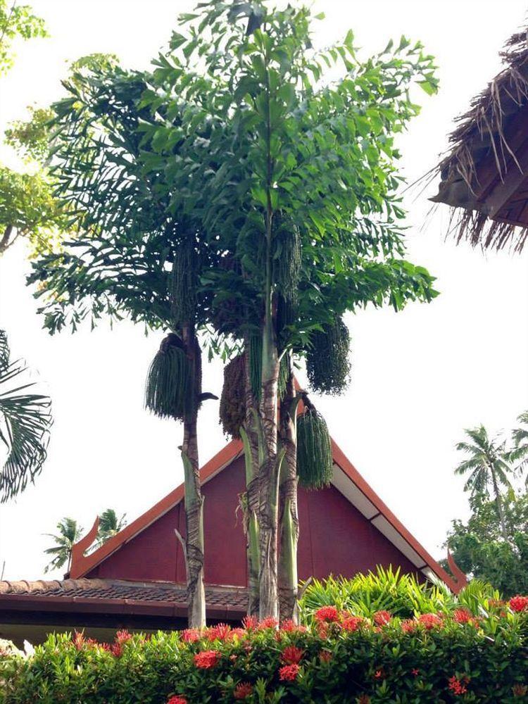 Palm Garden Resort Rawai Экстерьер фото